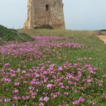 Fiori di mare