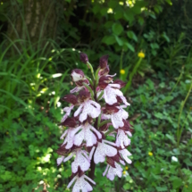 23 Aprile 2018 Orchidea selvatica