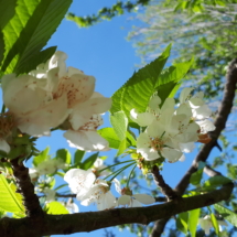 23 Aprile 2018 ciliegio