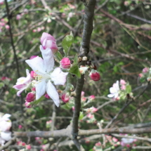 27 Aprile 2018 melo