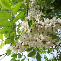 5 Maggio 2018 Robinia pseudoacacia