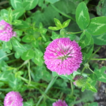 5 MAggio 2018 trifoglio rosa