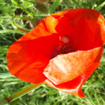 5 MAggio 2018 Papavero rosso