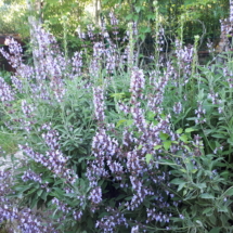 19 Maggio 2018 Salvia