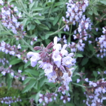 19 Maggio 2018 Salvia