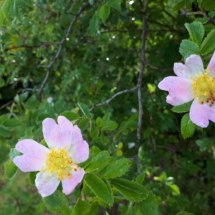 24 Maggio 2018 Rosa canina