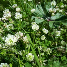 24 Maggio 2018 trifoglio bianco