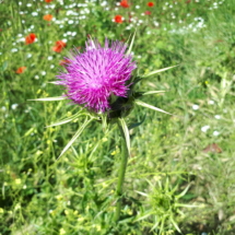 24 Maggio 2018 Cardo