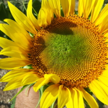 Girasole Luglio 2018 Rieti